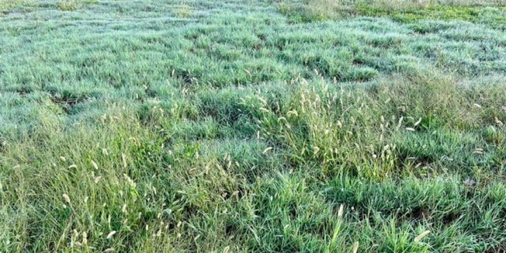 terrain à RAMOUS (64270)