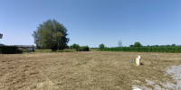 terrain à BOURDETTES (64800)